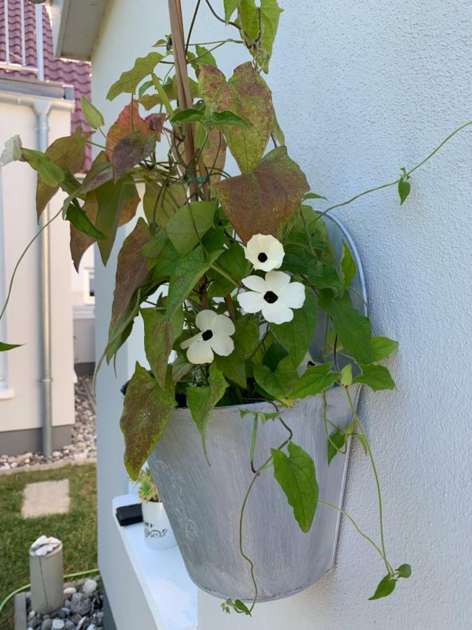Haus Vicus Apartman Greifswald Kültér fotó